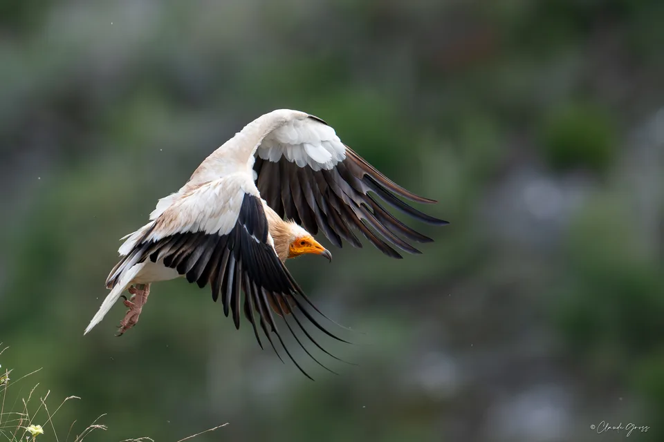 Vautour percnoptère