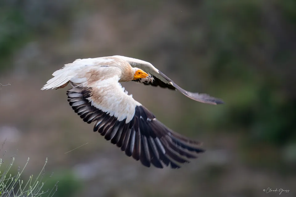 Vautour percnoptère