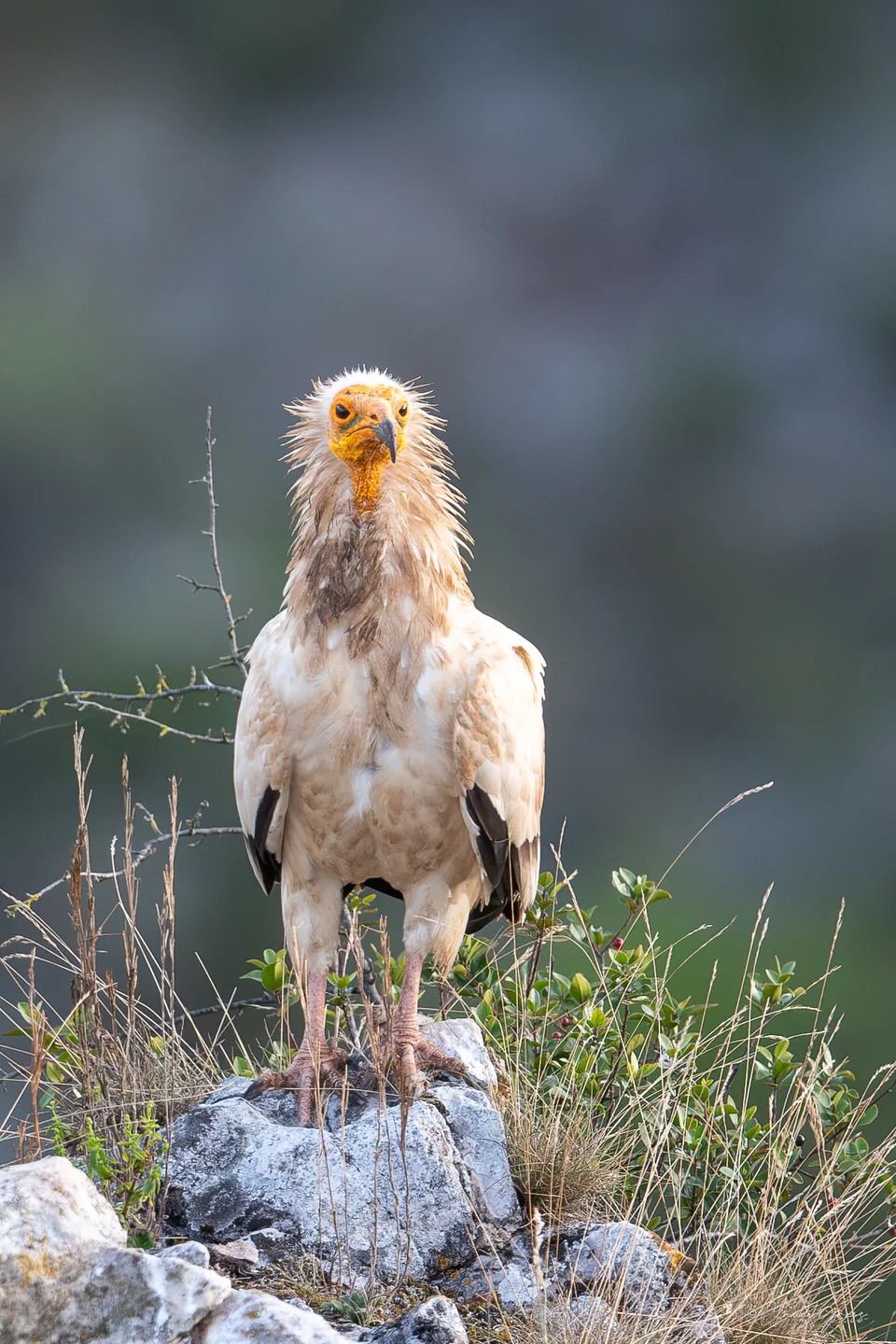 Vautour percnoptère