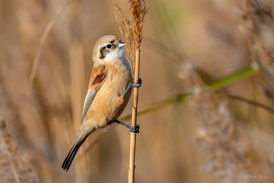Rémiz penduline, Écarts 1 - Narbonne Ville, Narbonne, Aude, France