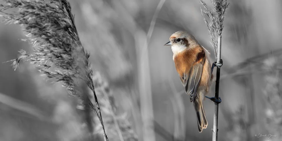 Rémiz penduline, Écarts 1 - Narbonne Ville, Narbonne, Aude, France