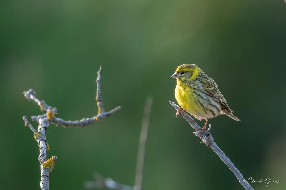 Serin cini