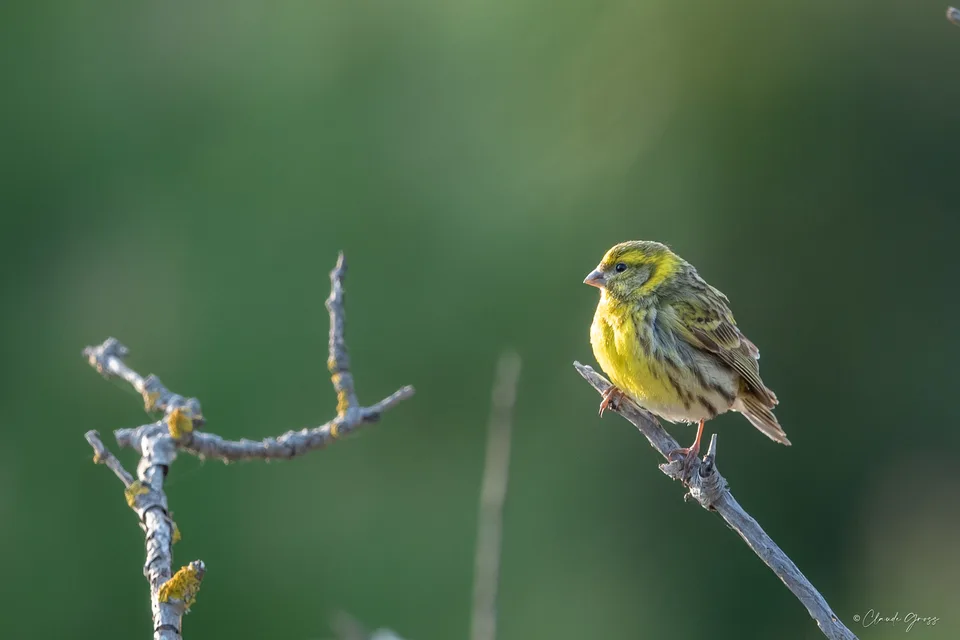 Serin cini
