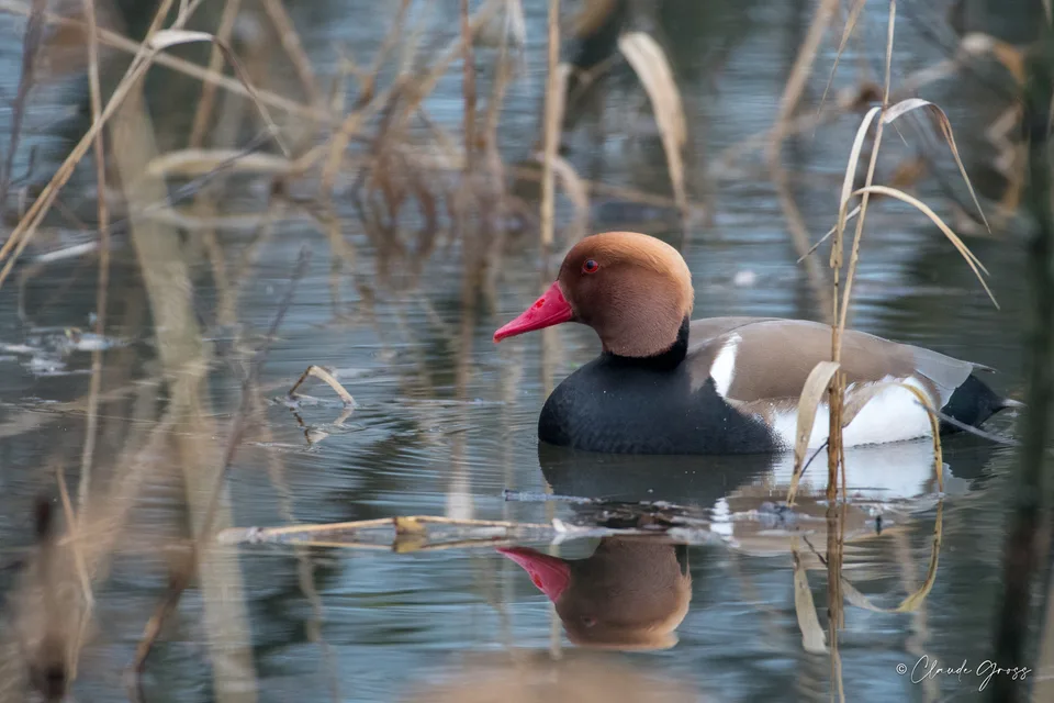 Nette rousse