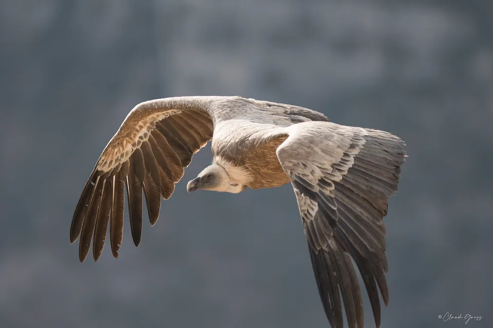 Vautour fauve