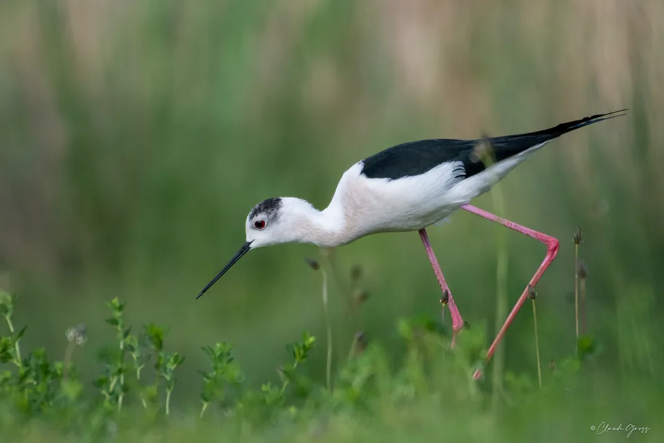 Échasse blanche