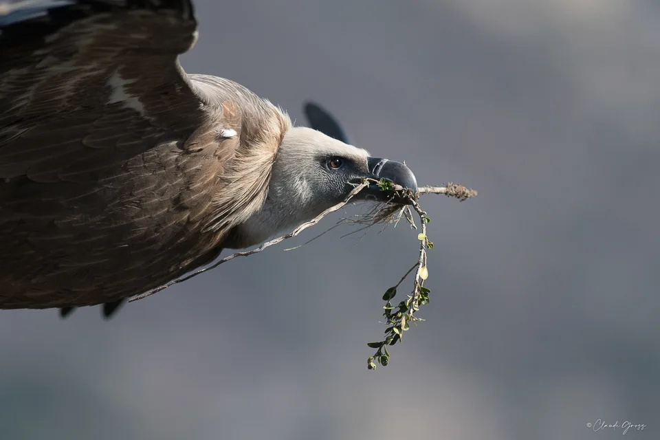 Vautour fauve