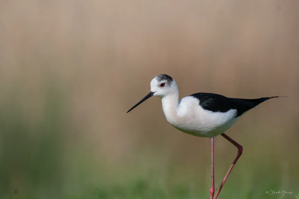Échasse blanche