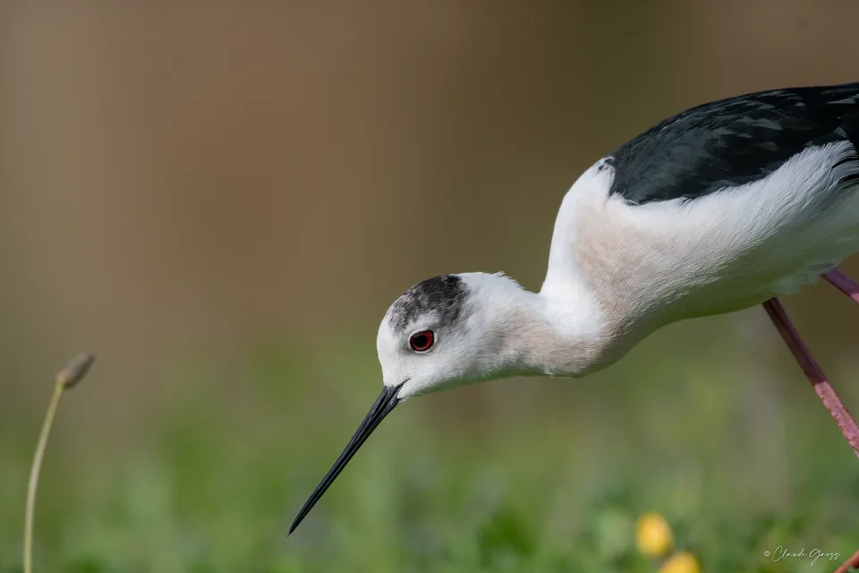 Échasse blanche
