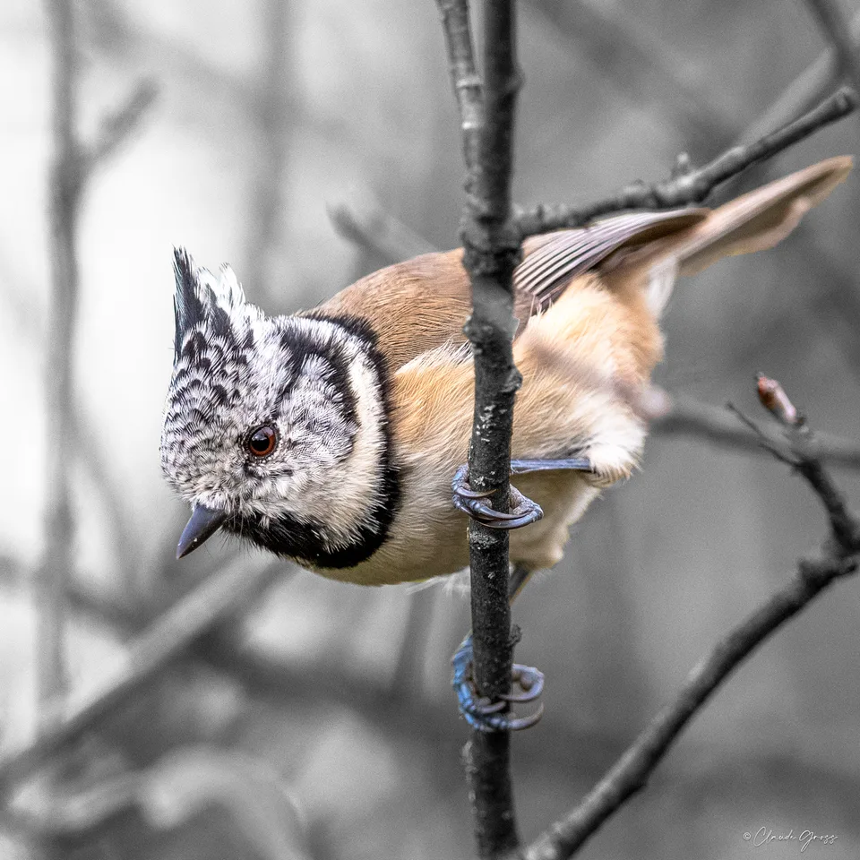 Mésange huppée