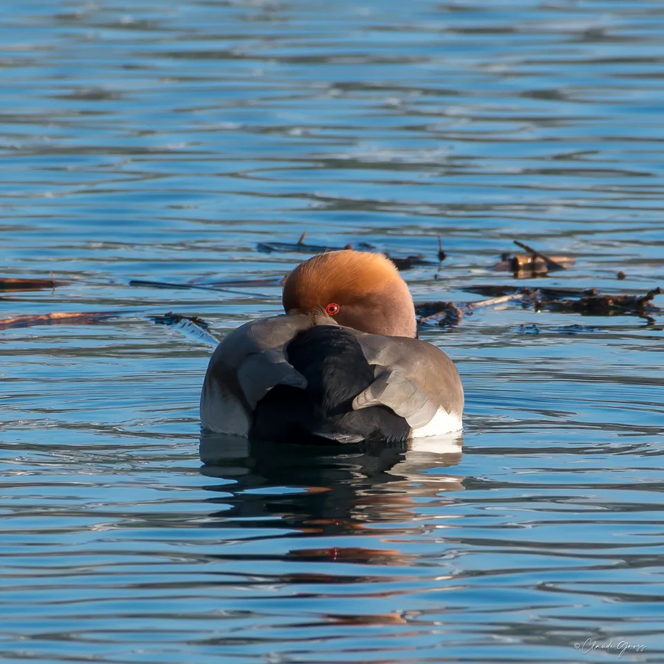 Nette rousse