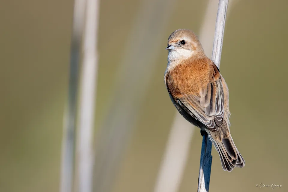 Rémiz penduline