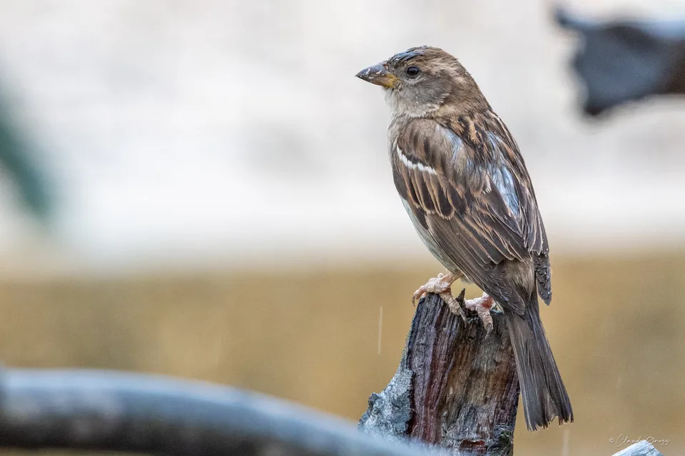 Moineau domestique