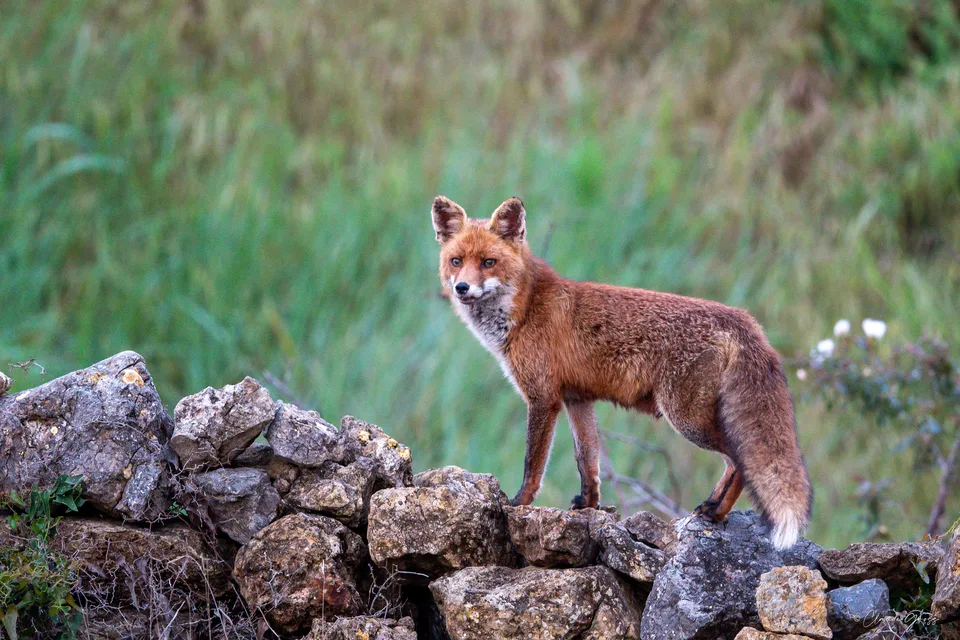 Renard roux