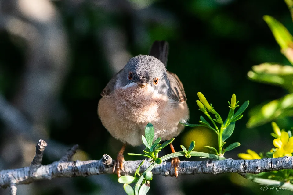 Fauvette passerinette