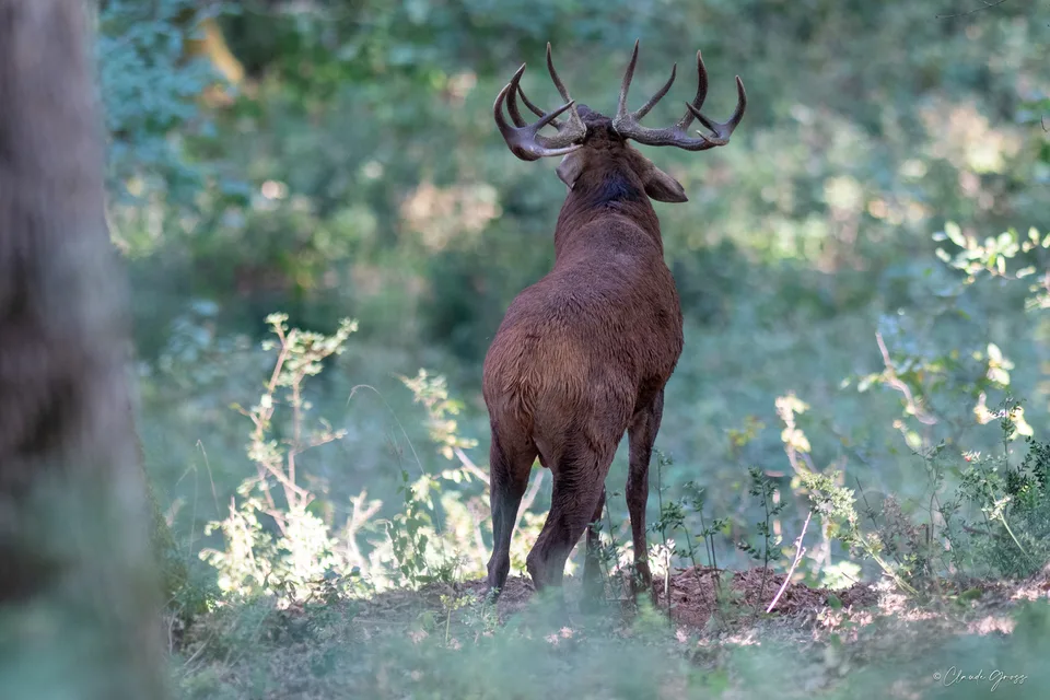 Cerf