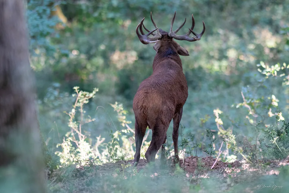 Cerf élaphe