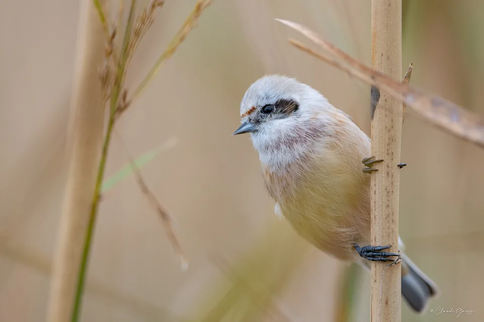 Rémiz penduline
