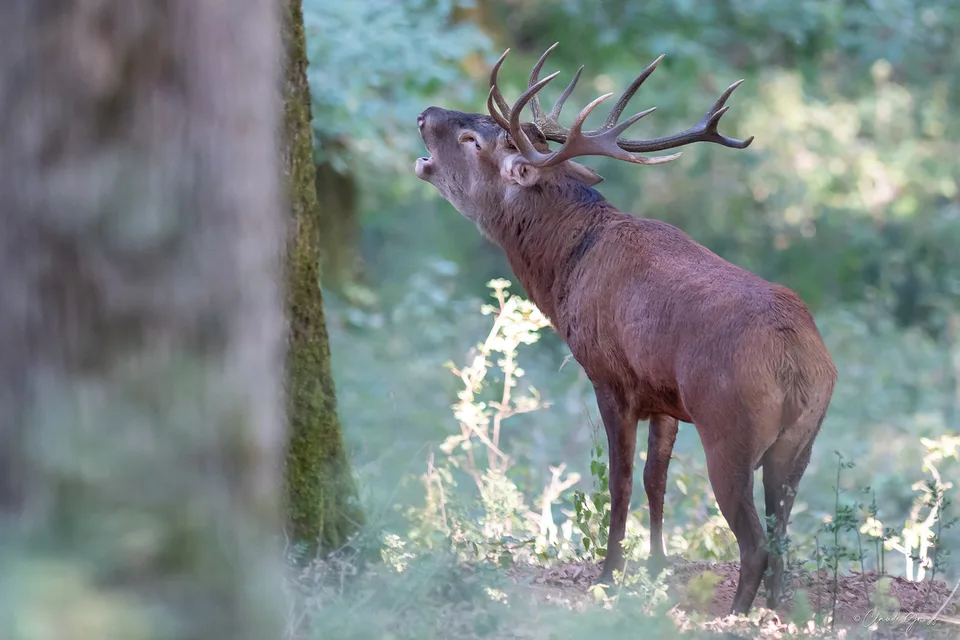 Cerf