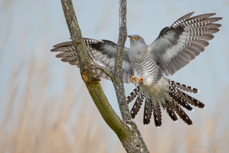 Coucou gris