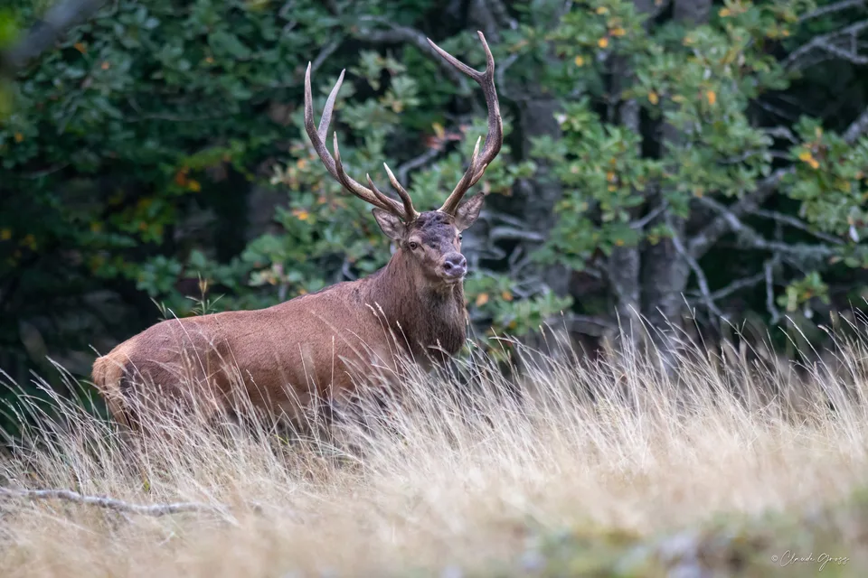 Cerf