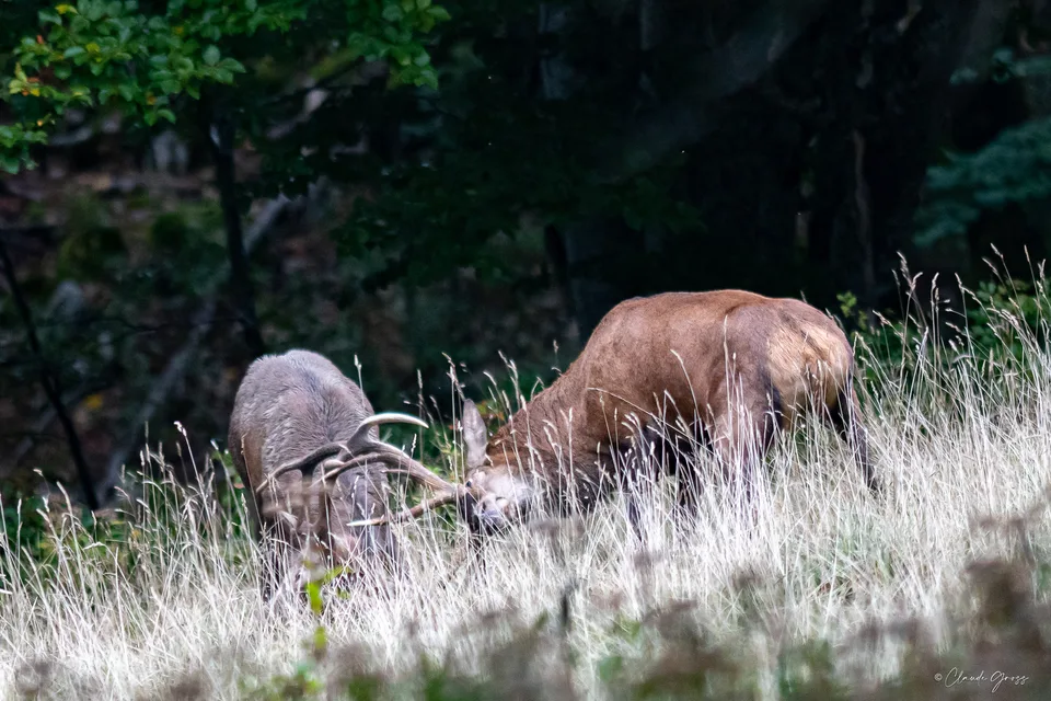 Cerf élaphe