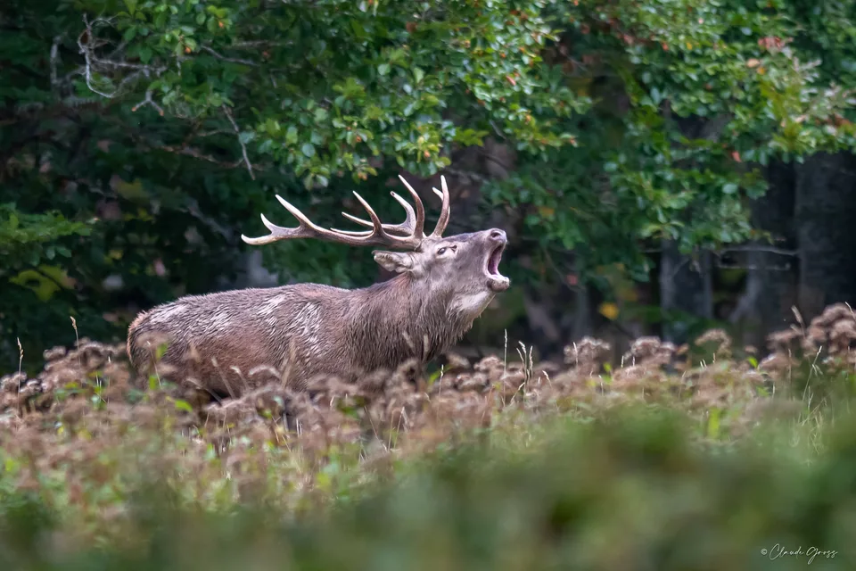 Cerf élaphe