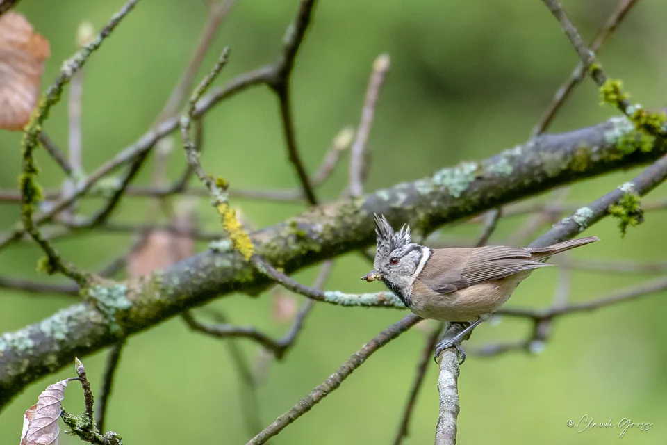 Mésange huppée