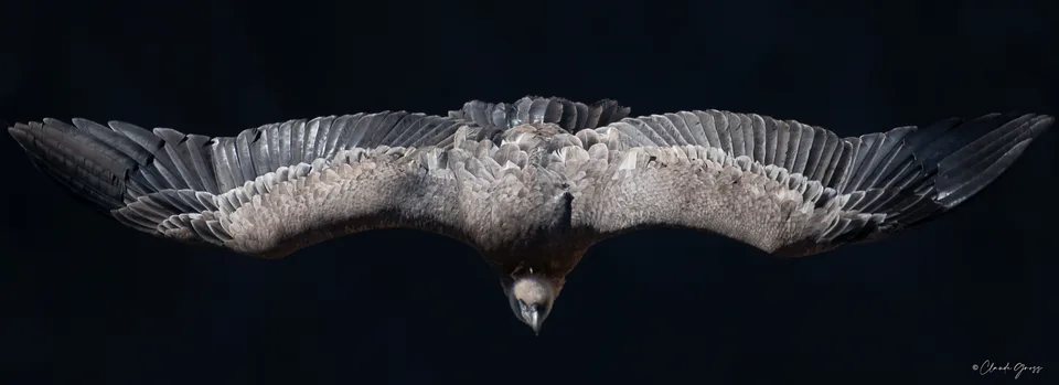Vautour fauve