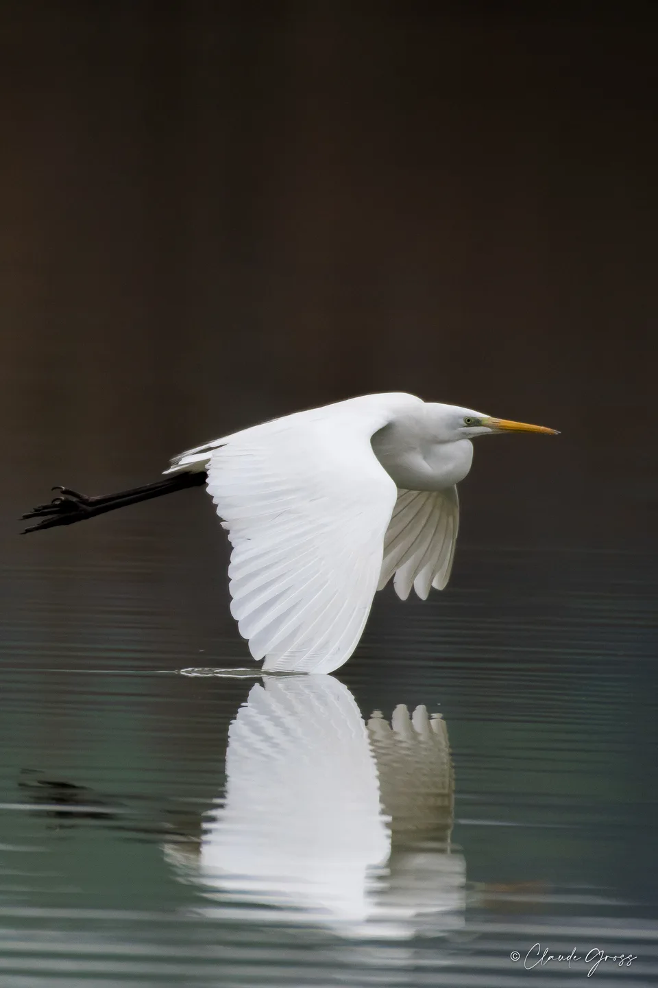 Grande Aigrette