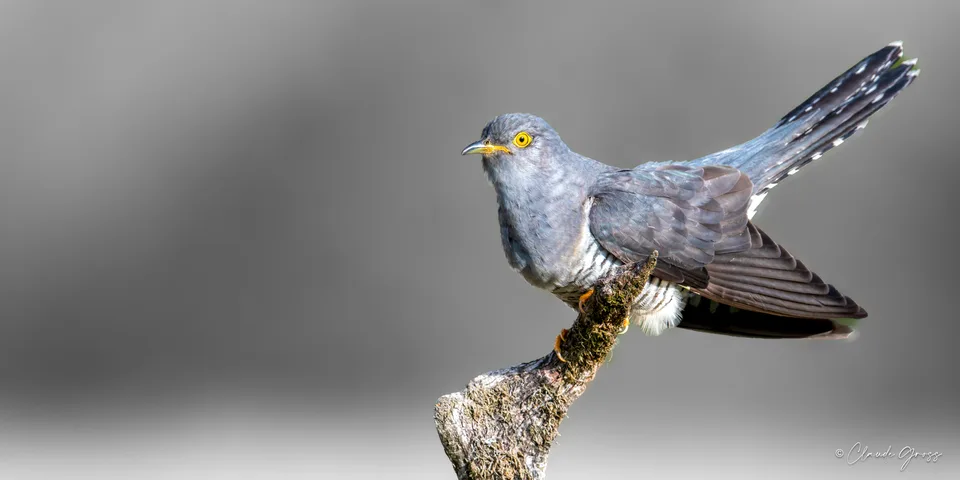 Coucou gris