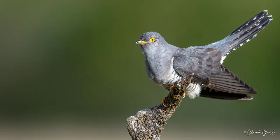 Coucou gris