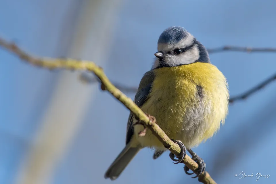 Mésange bleue
