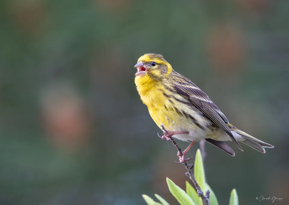 Serin cini