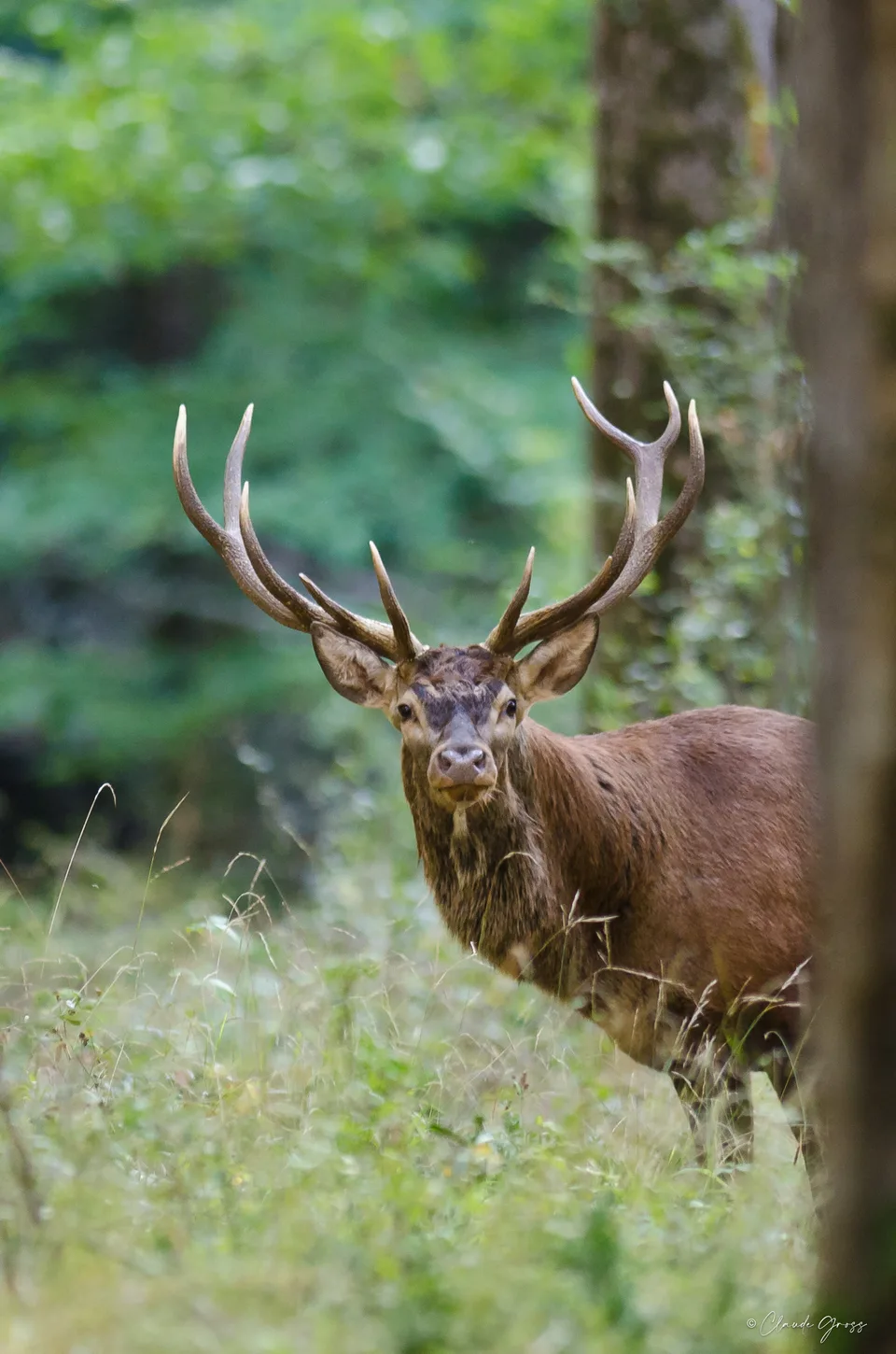 Cerf élaphe