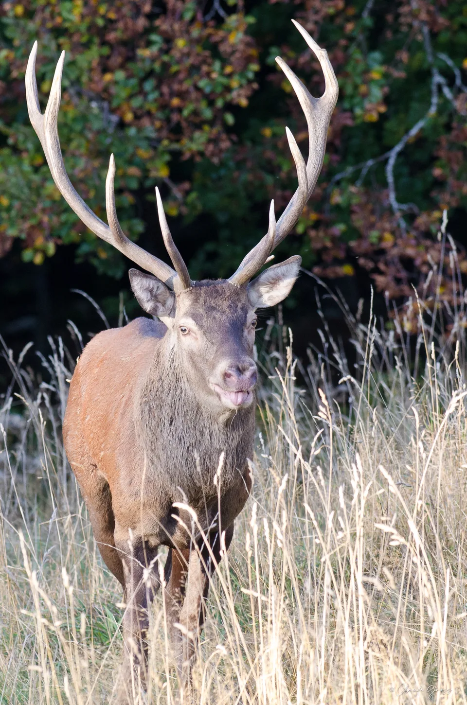 Cerf élaphe