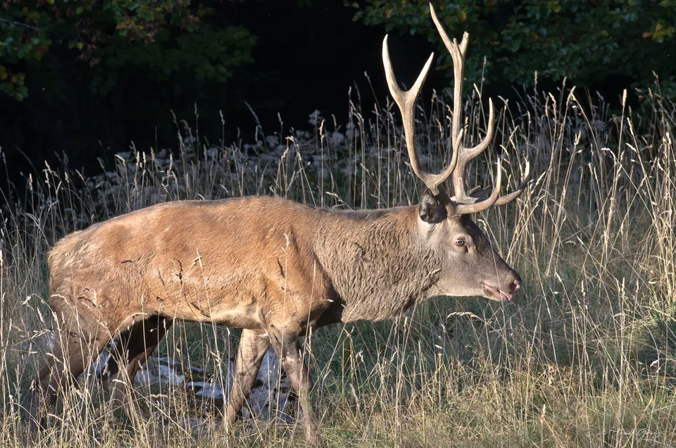 Cerf élaphe