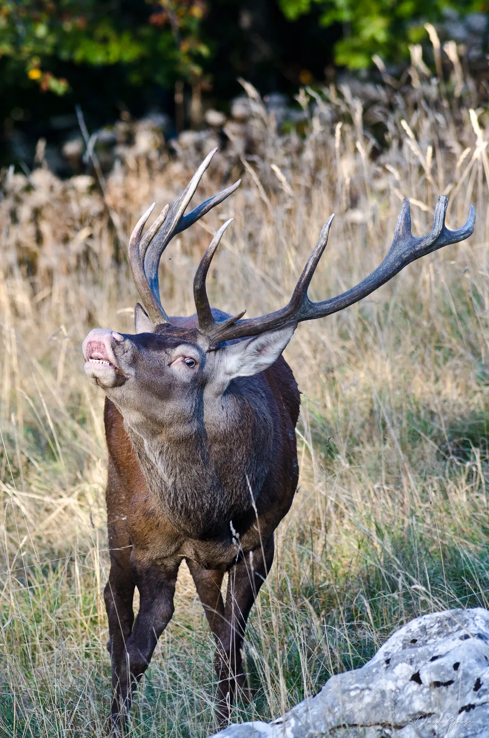 Cerf élaphe