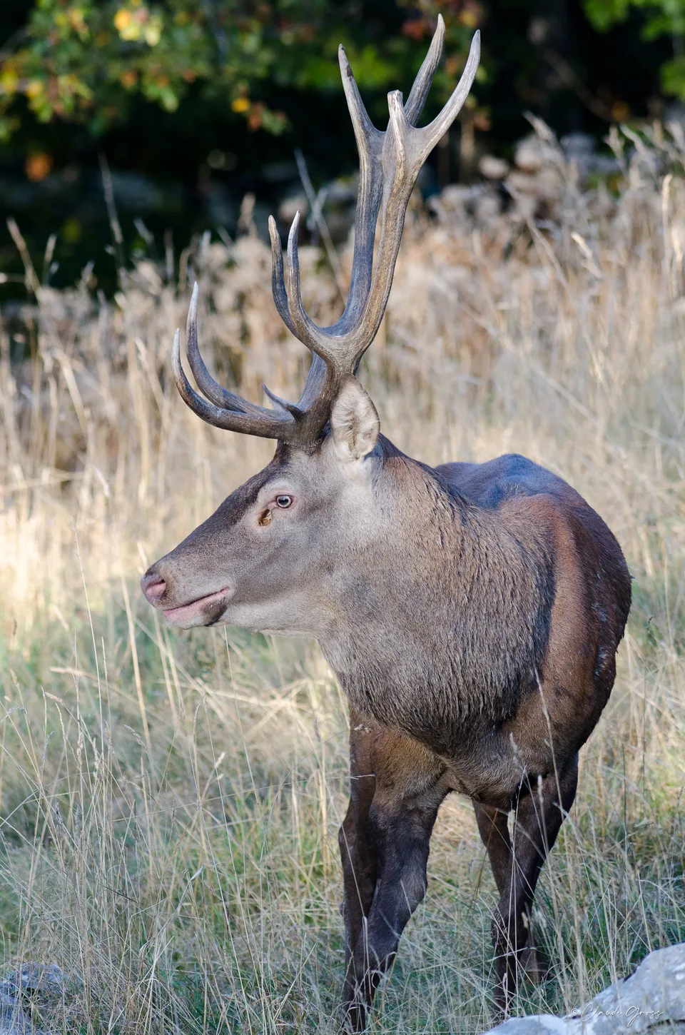 Cerf élaphe