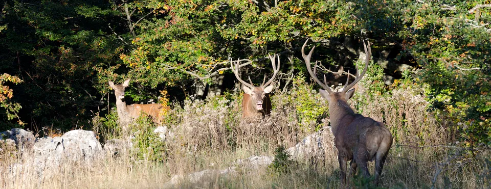 Cerf élaphe