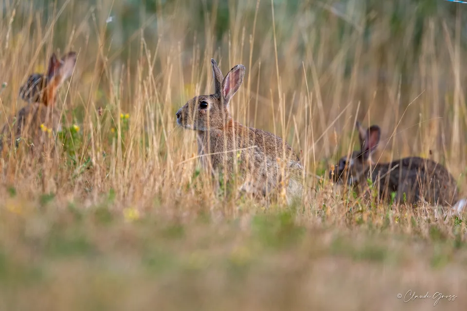 Lapin de garenne