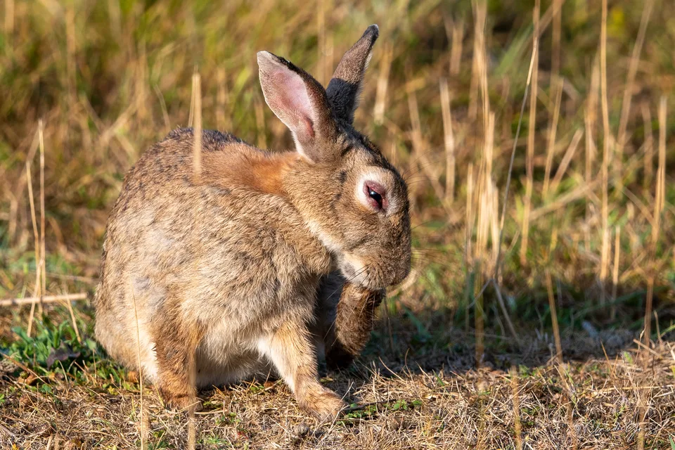 Lapin de garenne