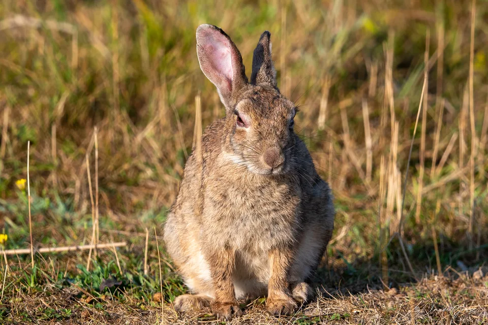 Lapin de garenne