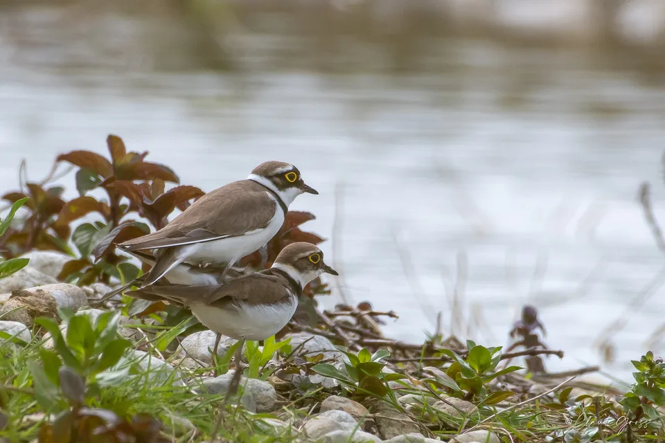 Petit Gravelot