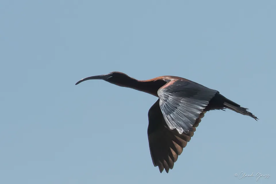 Ibis falcinelle