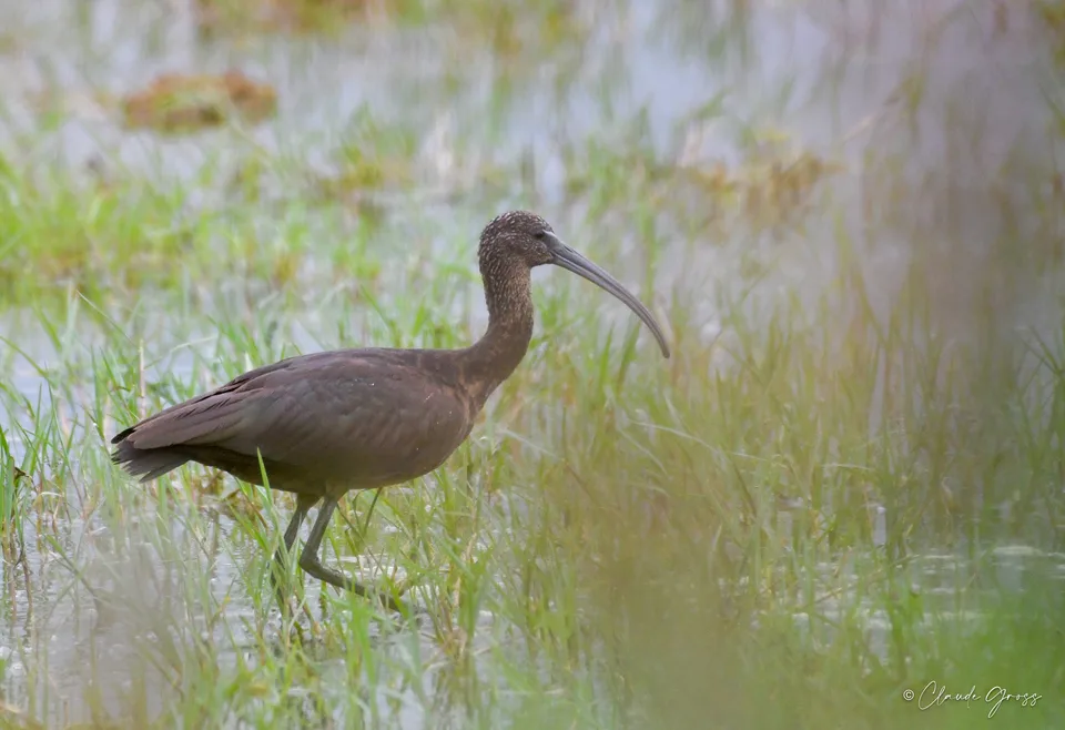 Ibis falcinelle