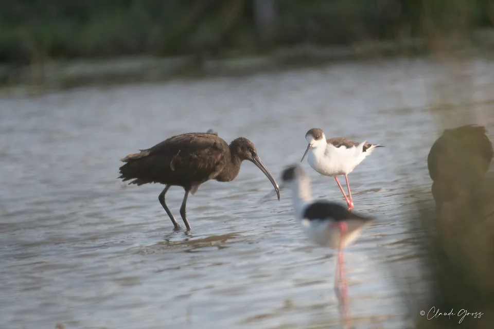 Ibis falcinelle