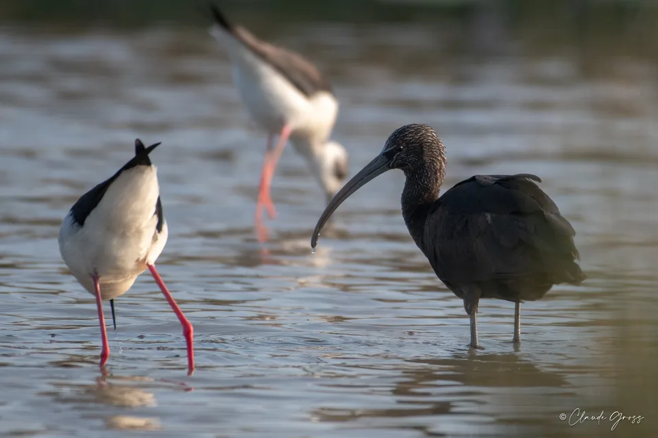 Ibis falcinelle