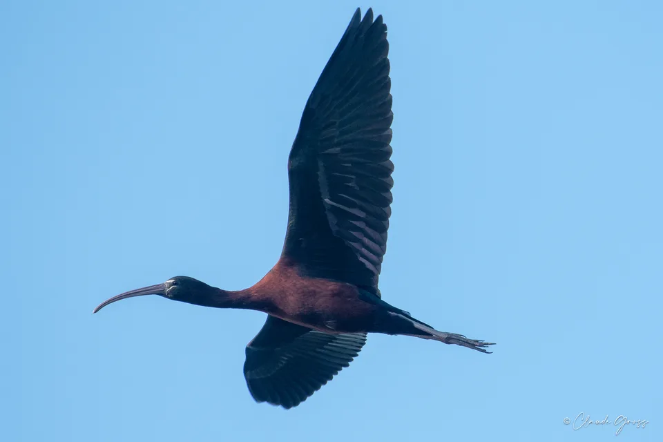 Ibis falcinelle