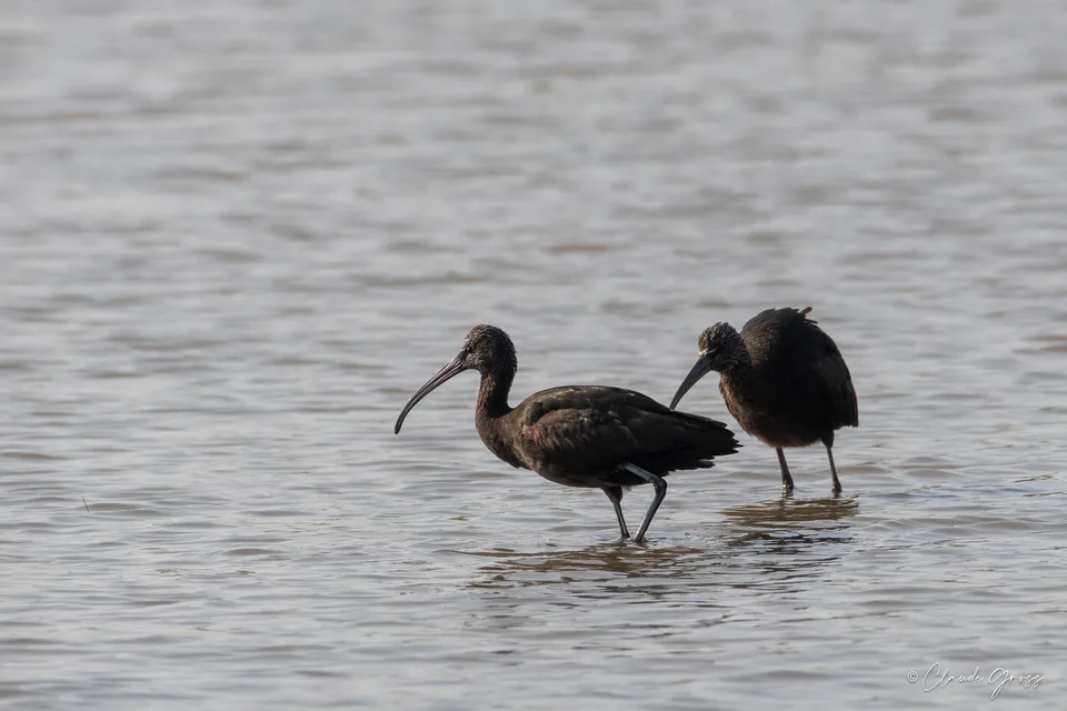 Ibis falcinelle